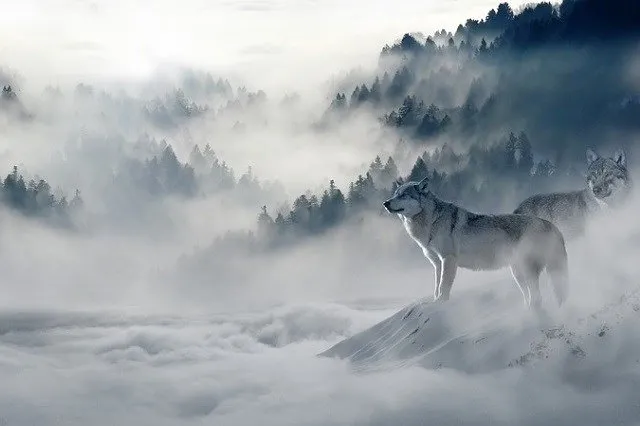 okami