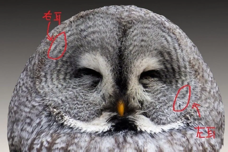 owl