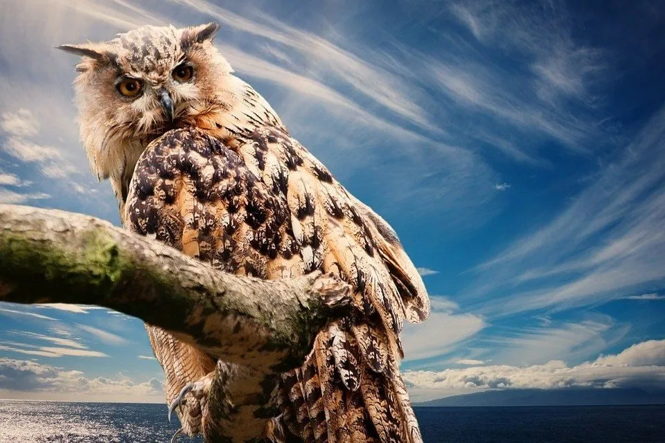 owl