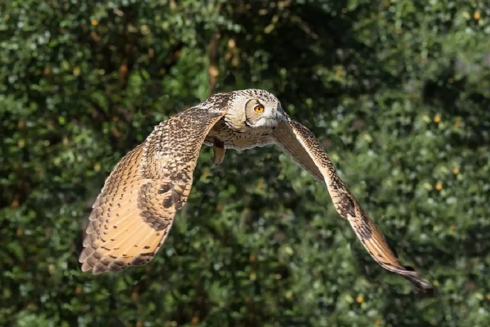 owl