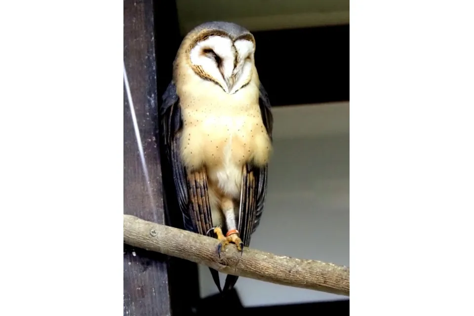 owl