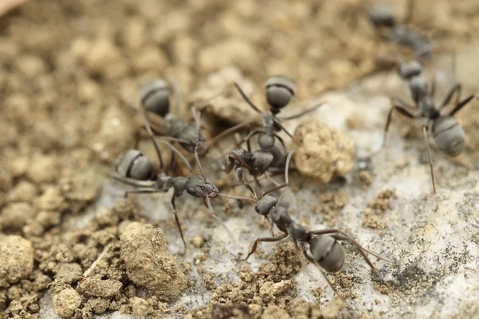 ants
