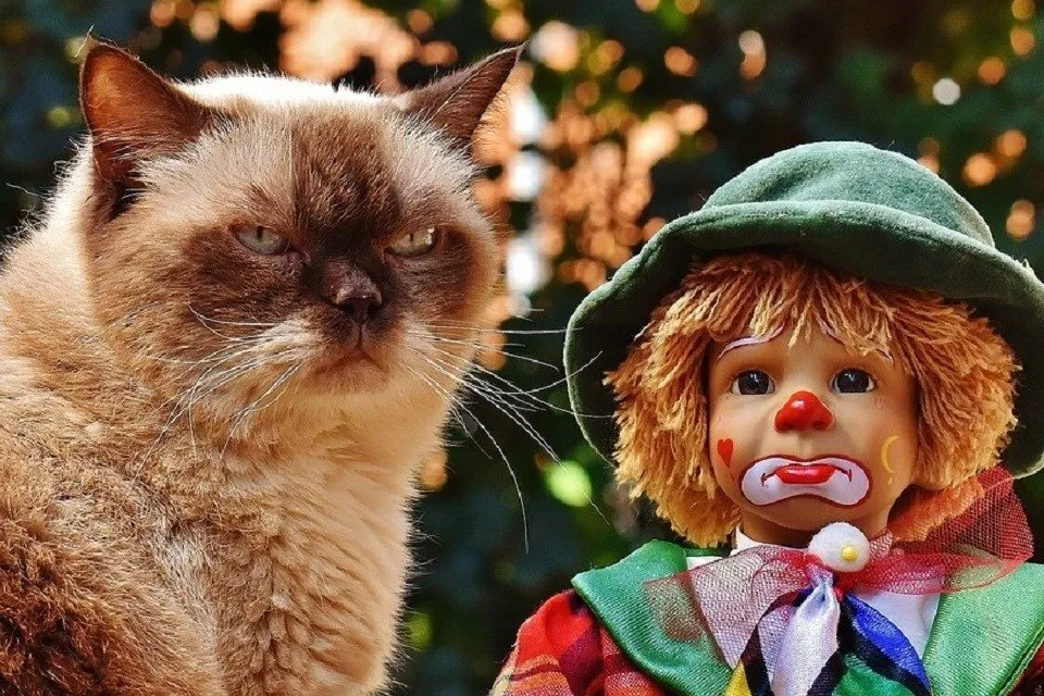 cat