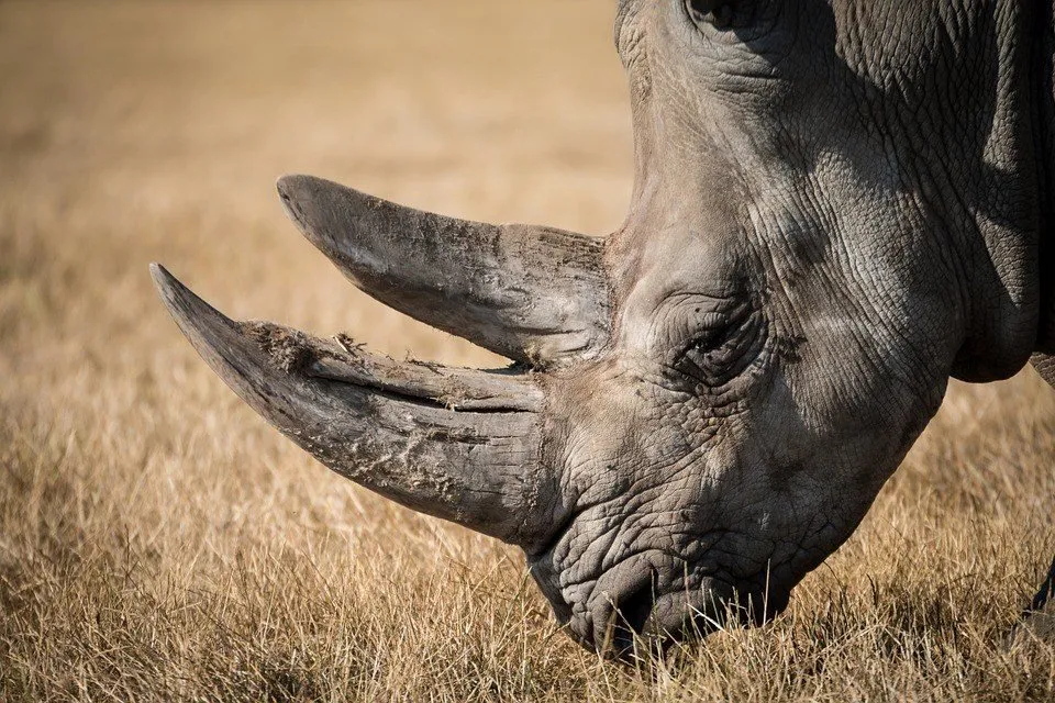 rhinoceros horn