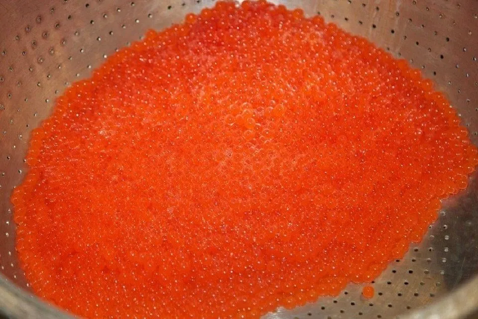 salmon