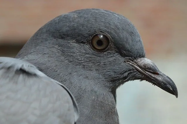 pigeons