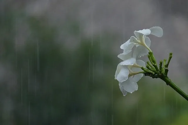 rain