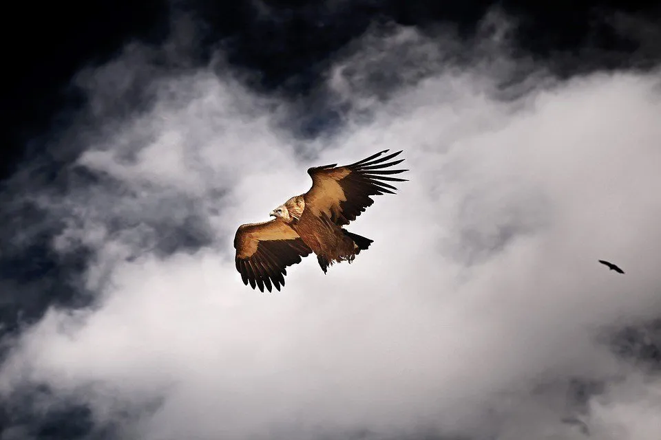 bird
