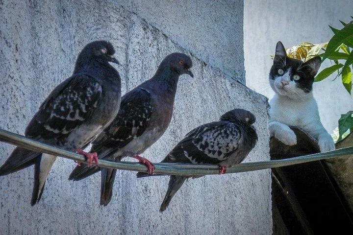 cat