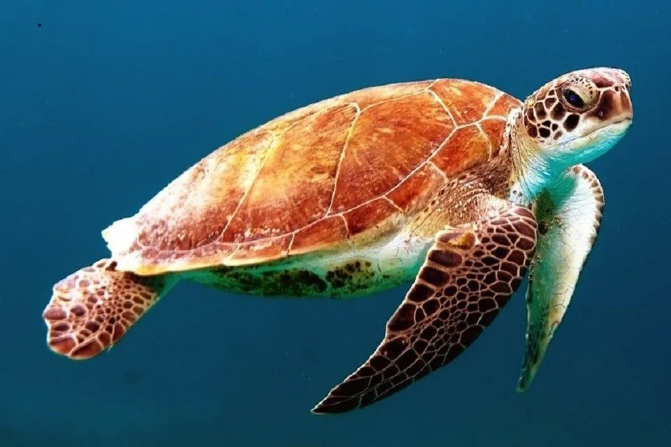 turtle-egg-temperature