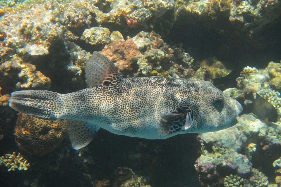 fugu