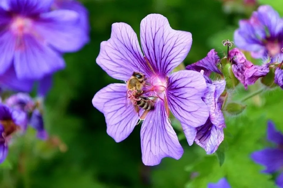 worker bee