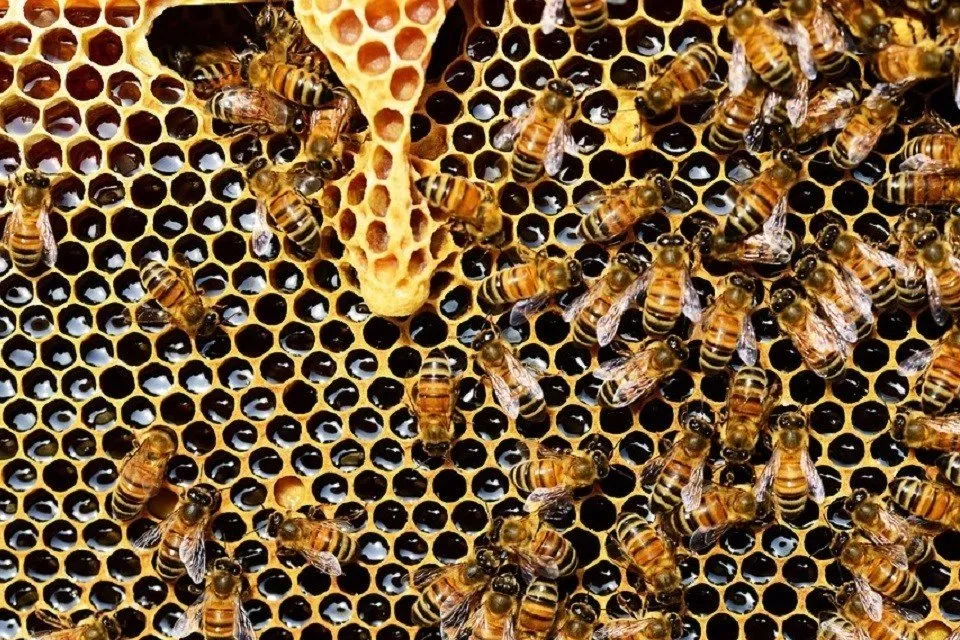 Beehive