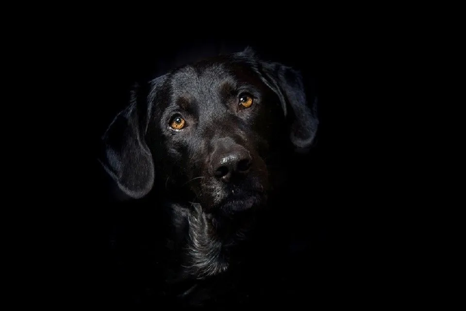 暗闇で目が光るイヌ