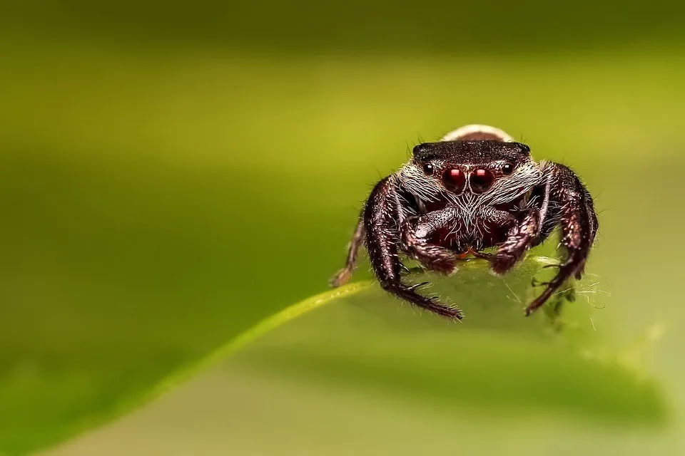 Jumping spider