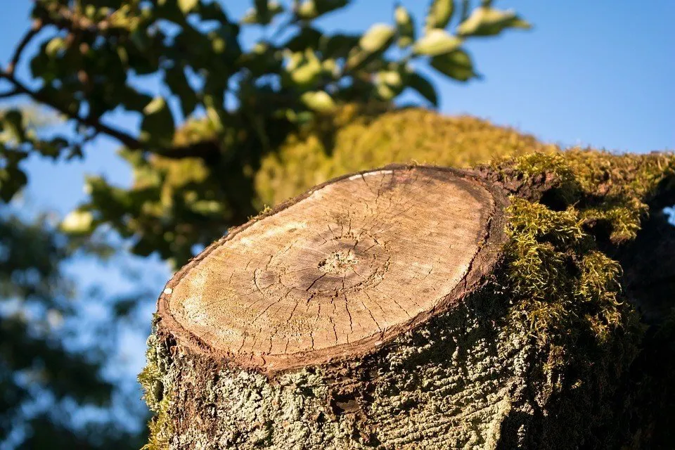 tree-rings