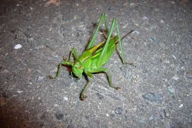 grasshopper