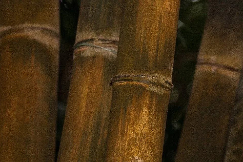 bamboo
