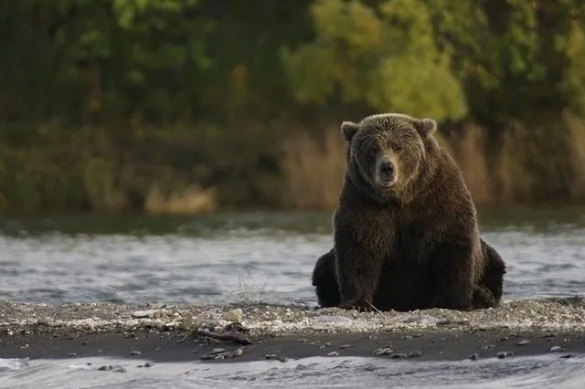 こちらの様子を伺うクマ