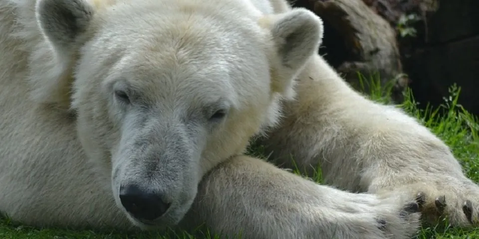 寝そべるシロクマ