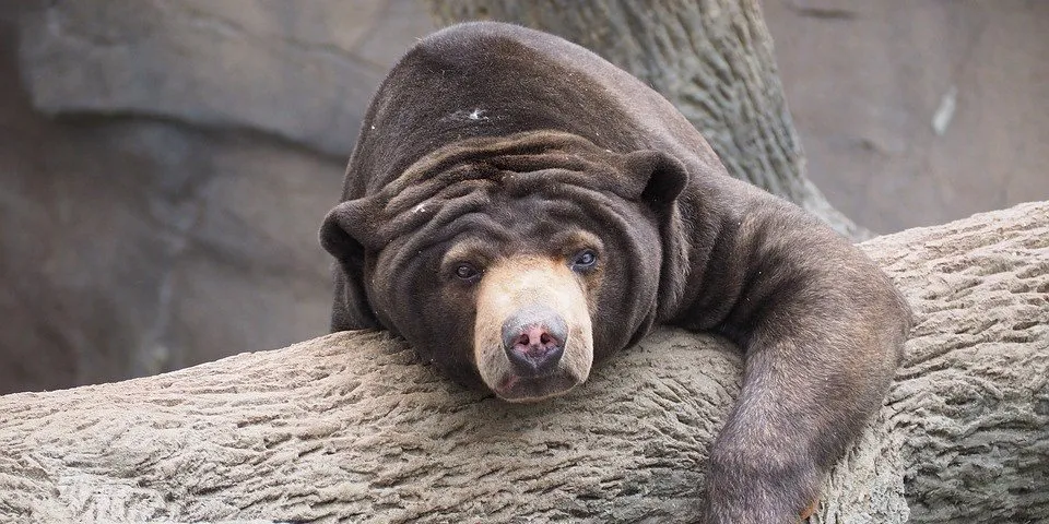 寝そべるマレーグマ