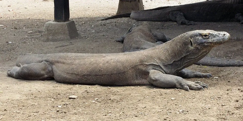 日光浴する大きなトカゲ