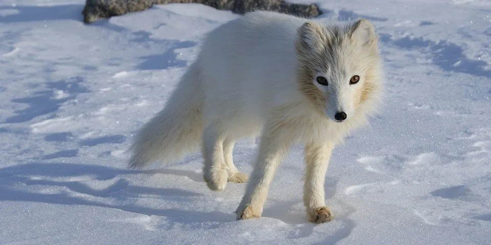雪上のホッキョクギツネ