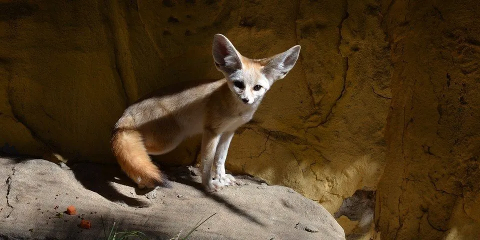 岩上のフェネック