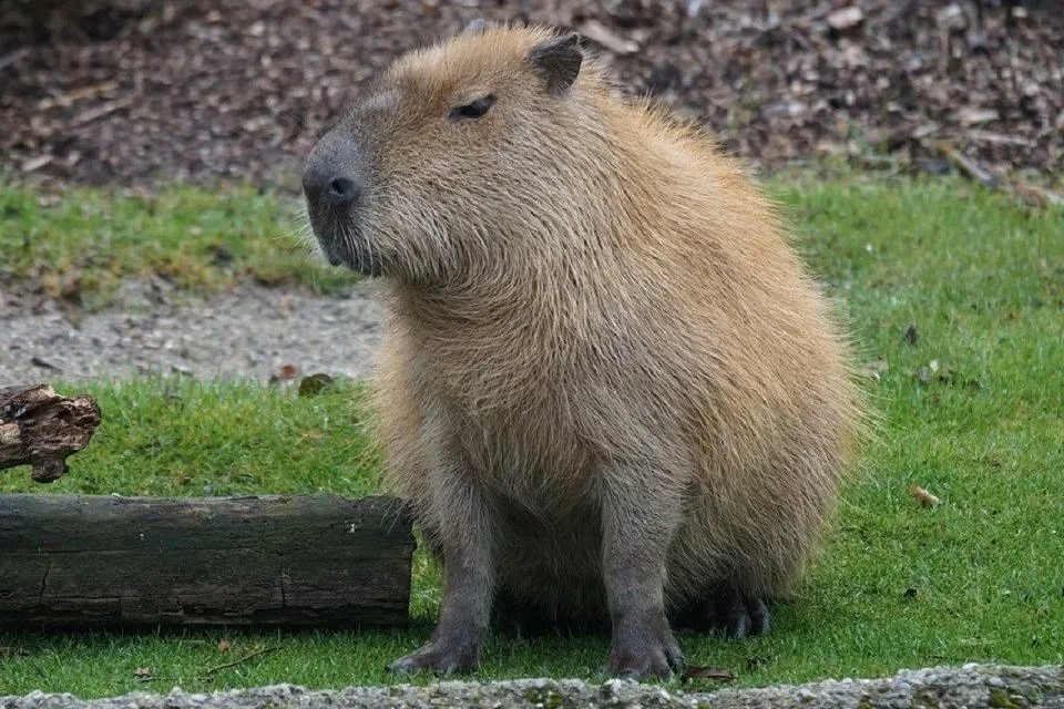 capybara