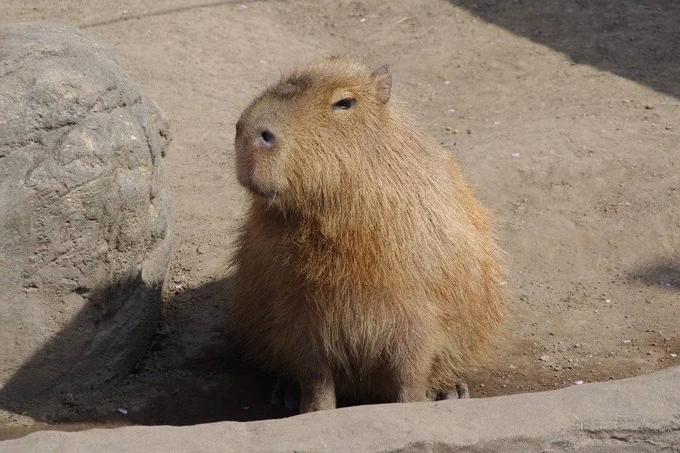 capybara