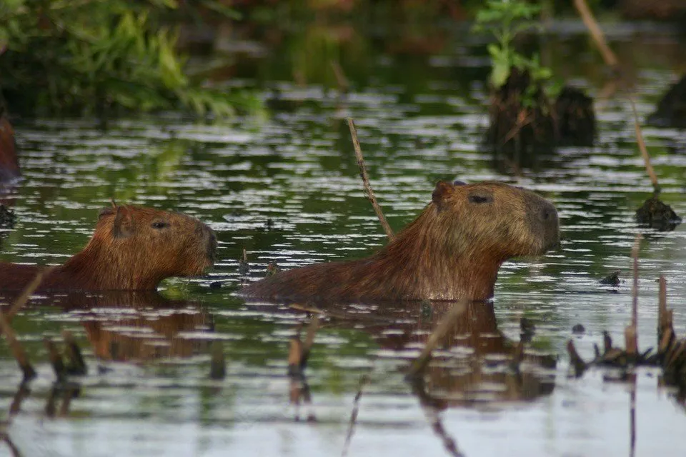 capybara