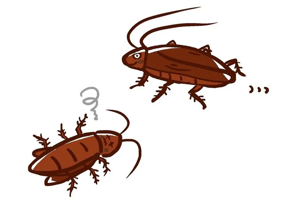 cockroach
