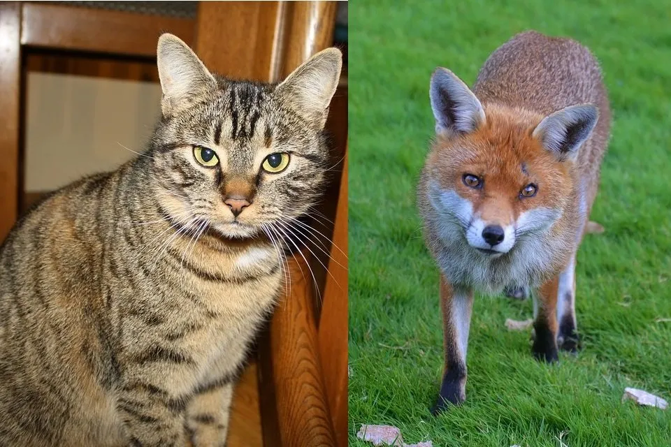 ネコとそっくりのキツネ