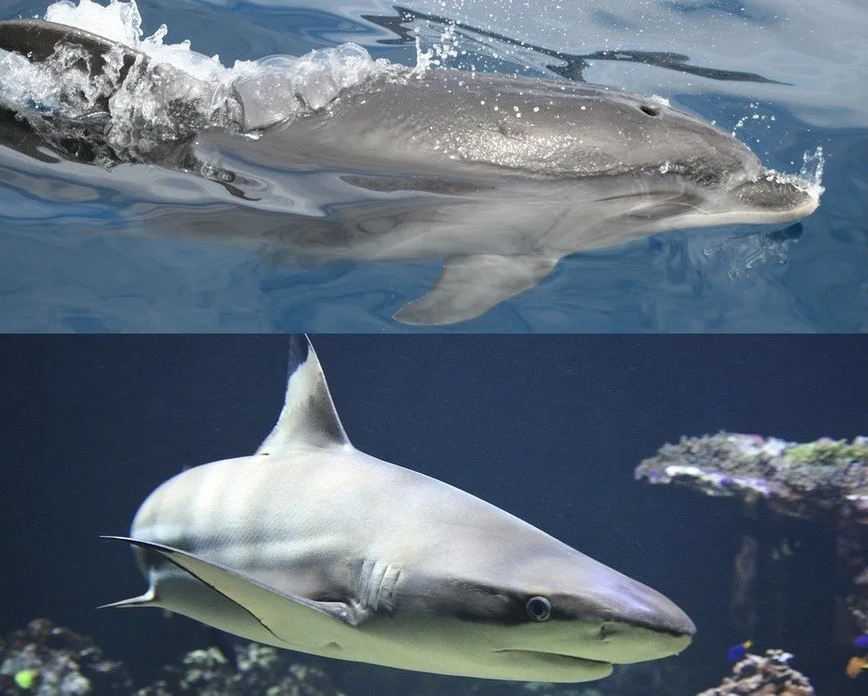 サメとそっくりのイルカ