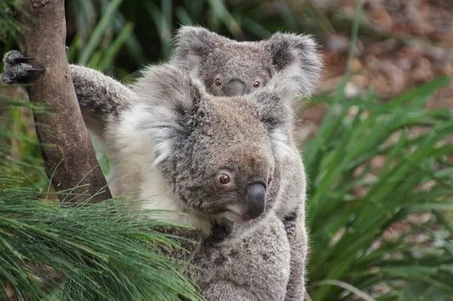 Koala