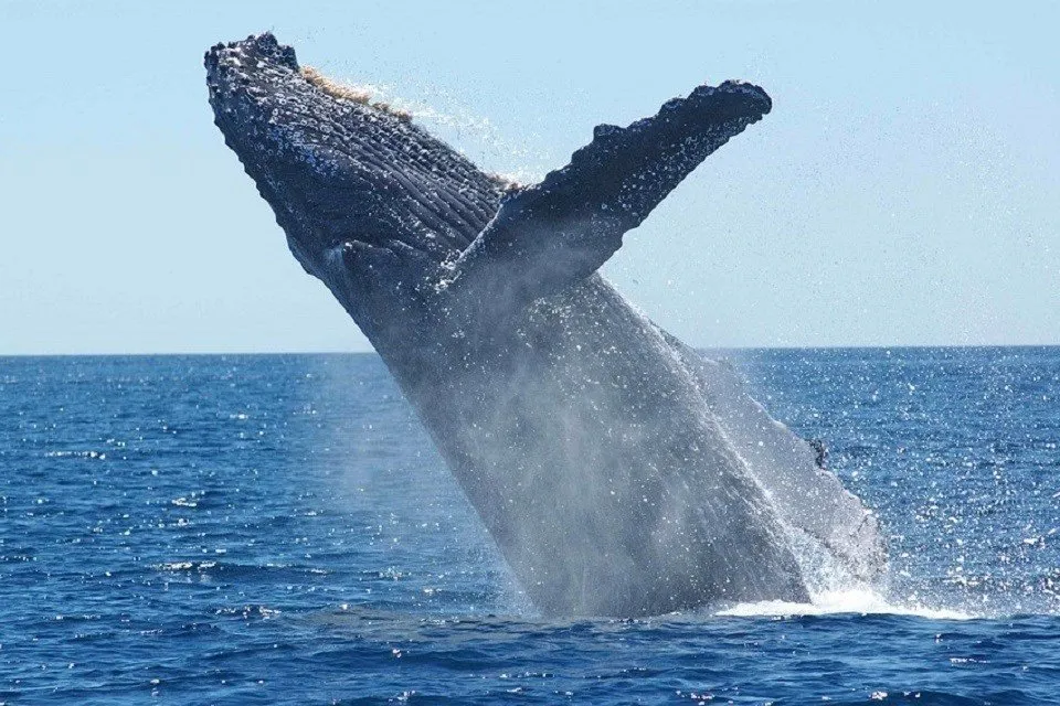 水上で跳ねるクジラ