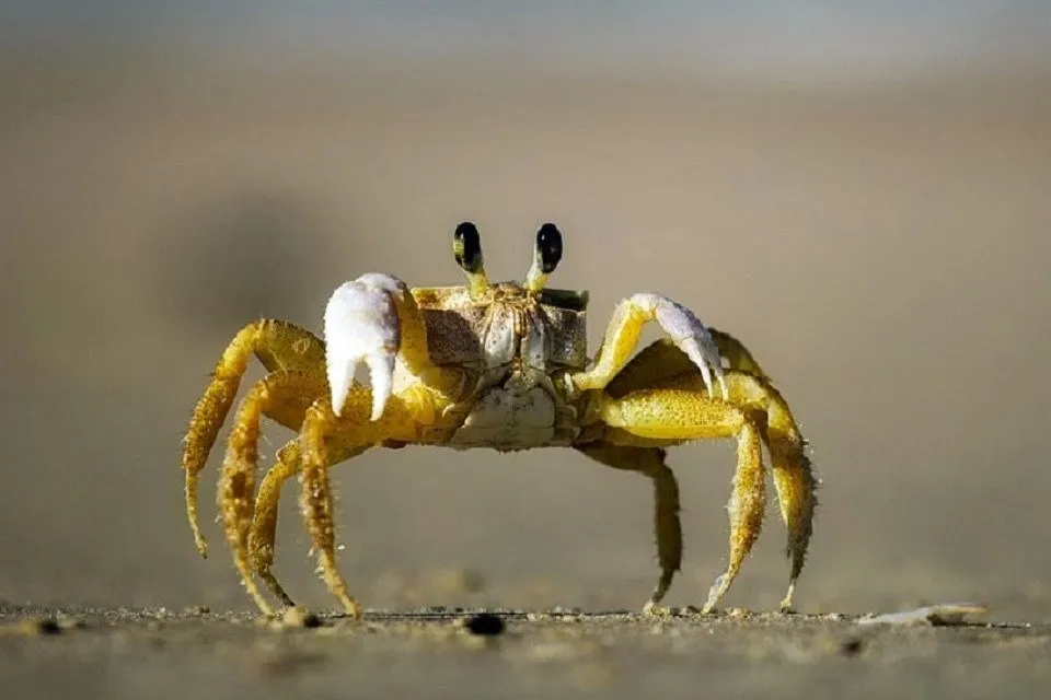 砂浜を歩くカニ