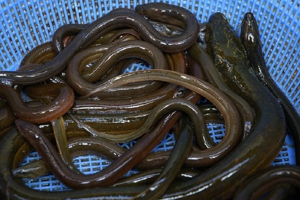 ザルの上のウナギ