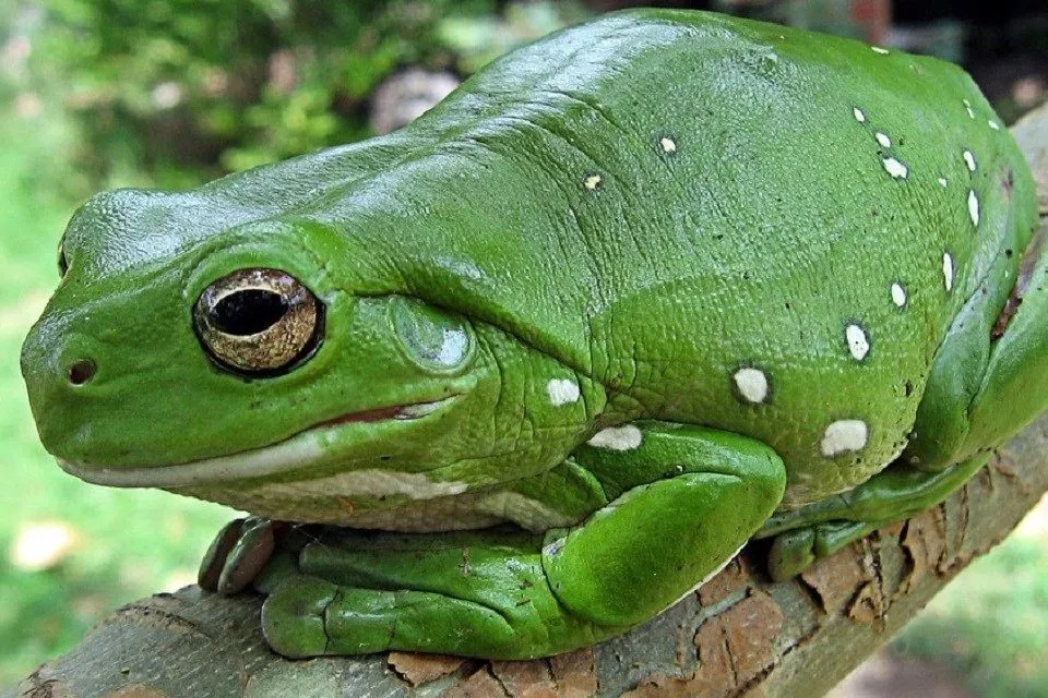 枝の上に座るカエル