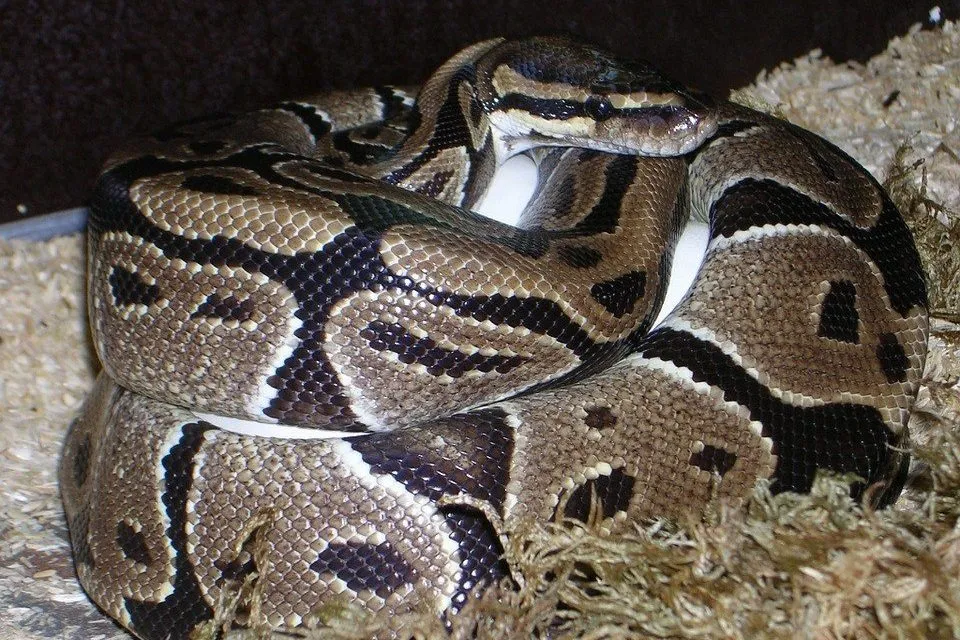 Python snake