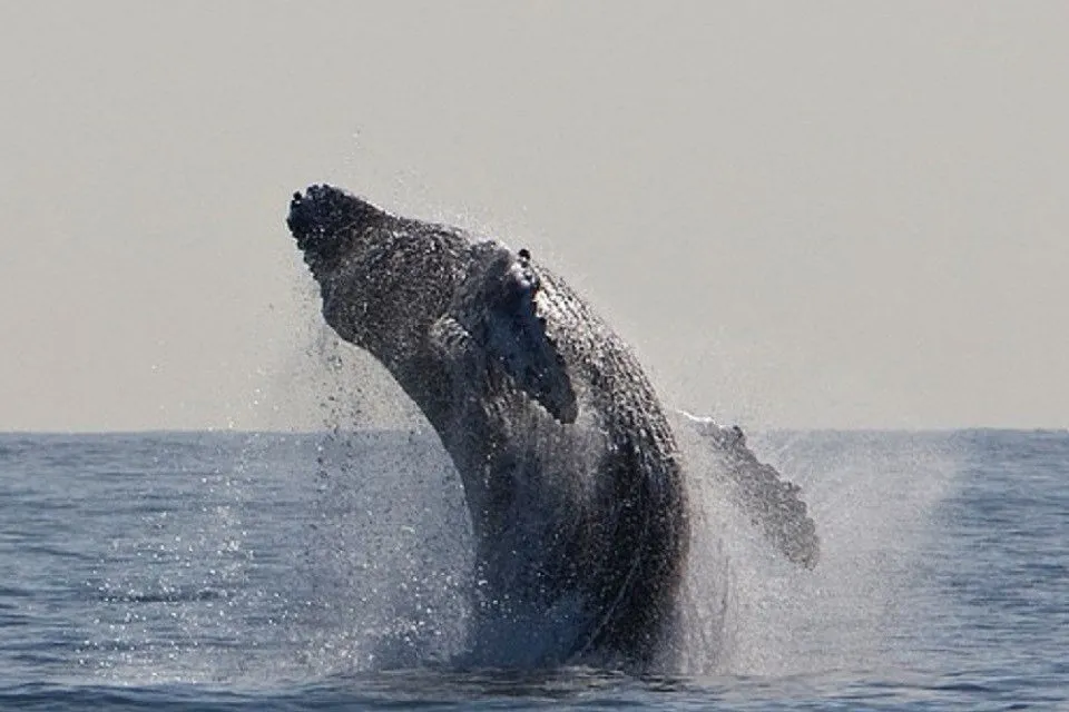 海上に飛びあがるクジラ