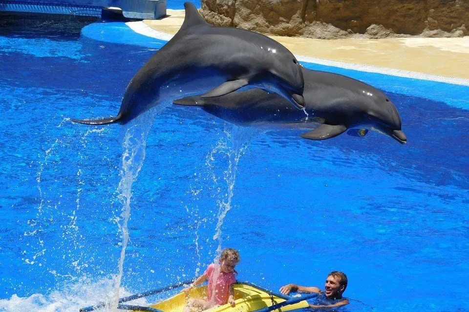 海上にジャンプする二頭のイルカ