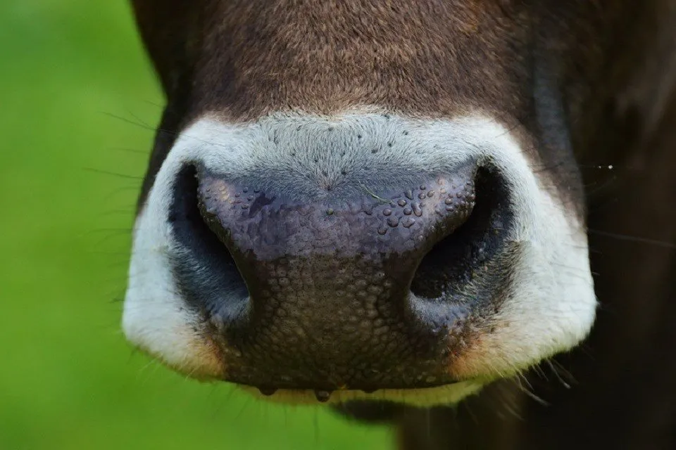 ゲップが出そうな牛の口
