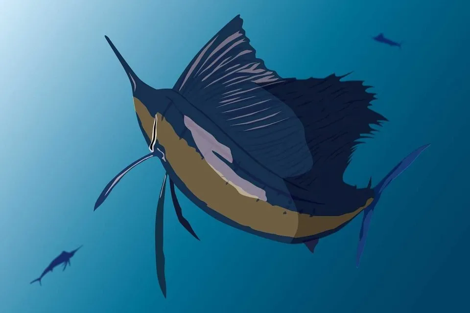 Sailfish