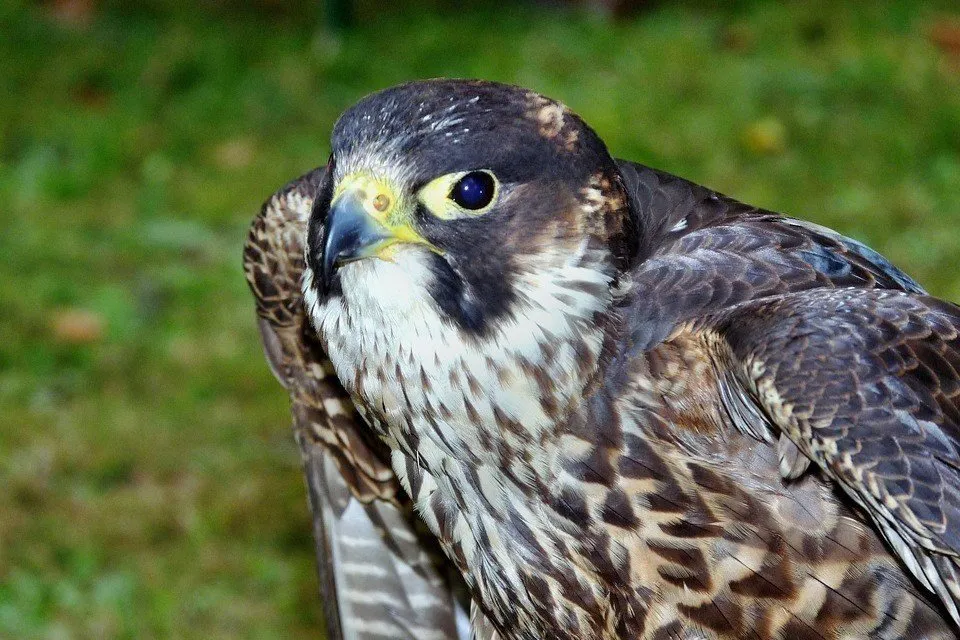 Falcon
