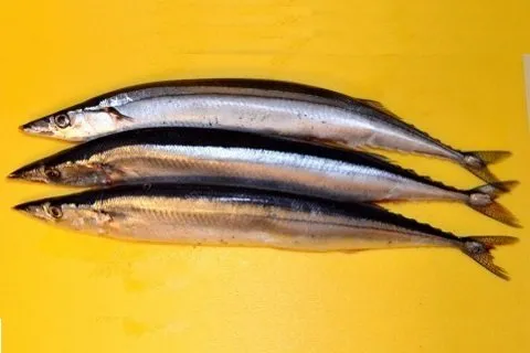 Saury