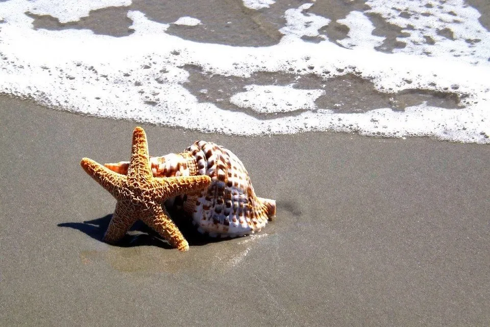 砂浜のヒトデと貝