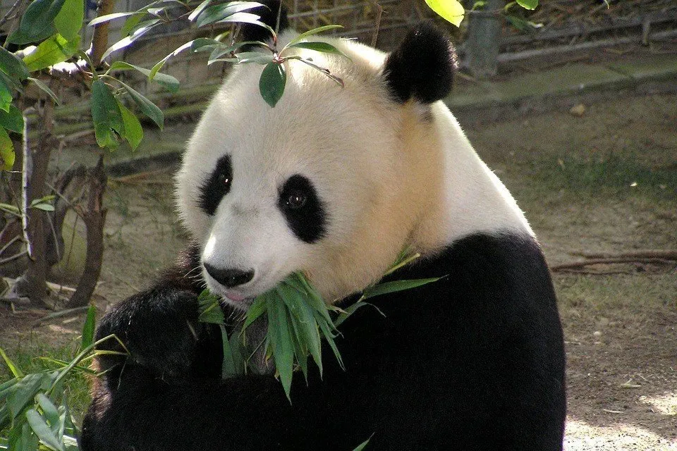 panda2