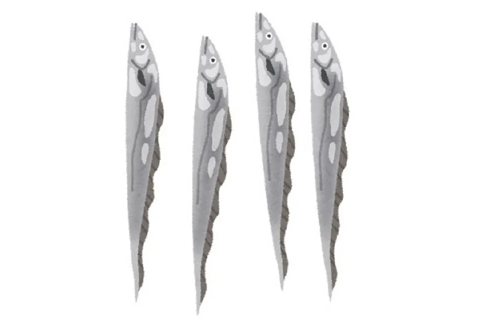 立ち泳ぎするタチウオ