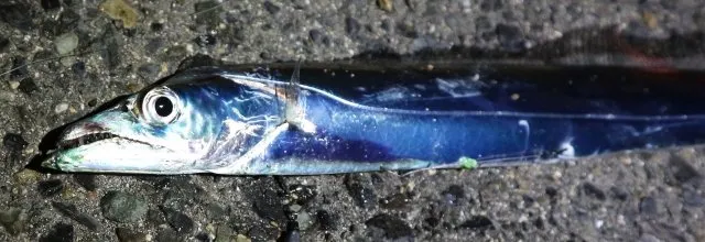 銀色に光る太刀のようなタチウオ